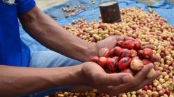 4.978 Hektare Tanaman Pala di Aceh Selatan Rusak Diserang Hama<