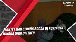 Video Monyet Liar Serang Bocah di Kuningan hingga Luka di Leher