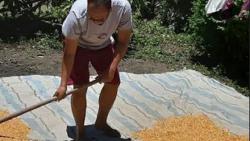 Cerita Rasamala Aritonang, dari Pejabat KPK Kini Bertani dan Beternak di Balige