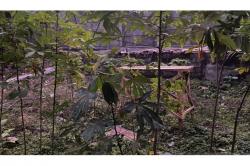 Sebentar Lagi Masuki Musim Penghujan, Petani Diminta Segera Panen Ketelanya