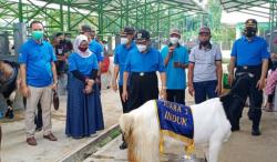  211 Kambing PE dan Sapi PO Ikuti Kontes di Kulonprogo