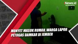 Video Monyet Masuk Rumah, Warga Lapor Petugas Damkar di Jember