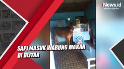 Video Sapi Masuk Warung Makan di Blitar, Pengunjung dan Warga Panik