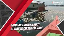 Video Ratusan Ton Ikan Mati di Waduk Cirata Cianjur<