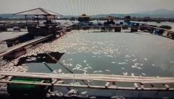 Ratusan Ton Ikan di Waduk Cirata Cianjur Mati Mendadak, Petambak Syok Berat