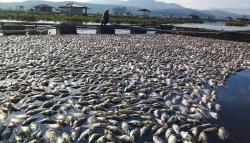 Kematian Ikan Massal di Waduk Cirata Meluas hingga Purwakarta dan KBB<