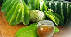 Mengonsumsi Herbal Daun Sirsak Dapat Tingkatkan Imunitas Tubuh, Ini Kata Pakar