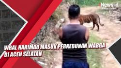 Video Viral Harimau Masuk Perkebunan Warga di Aceh Selatan