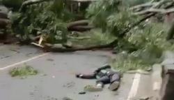 Tertimpa Pohon Tumbang di Purwakarta, Driver Ojol Terkapar Bersimbah Darah<