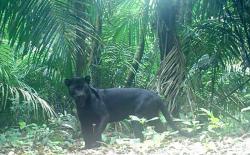 Ngeri, Belasan Macan Kumbang Berkeliaran di Pulau Nusakambangan 