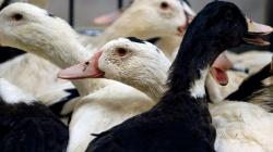 Heboh Kabar 200 Bebek Peking Positif Flu Burung di Hulu Sungai Utara, Ini Faktanya<