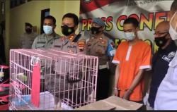 Jual Satwa Langka lewat COD, Warga Banjarnegara Ditangkap Polisi
