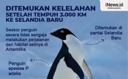 Infografis Seekor Penguin Tersasar Tempuh 3.000 Km
