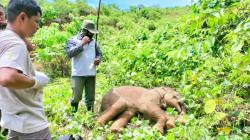 Terkena Jerat, Belalai Anak Gajah di Aceh Nyaris Putus