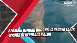 Video Bermain dengan Dugong, Jadi Daya Tarik Wisata di Kepulauan Alor
