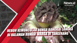 Video Heboh Kemunculan Bunga Bangkai Langka di Halaman Rumah Warga di Tangerang
