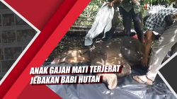 Video Anak Gajah Mati Terjerat Jebakan Babi Hutan
