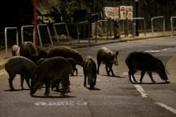 Babi Hutan Berkeliaran di Tengah Kota Serang Polisi Hong Kong hingga Terluka