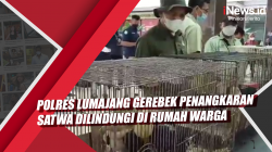 Video Polres Lumajang Gerebek Penangkaran Satwa Dilindungi di Rumah Warga