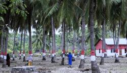 Mengunjungi Kampung Merah Putih di Rote Ndao NTT 