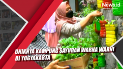 Video Uniknya Kampung Sayuran Warna Warni di Yogyakarta