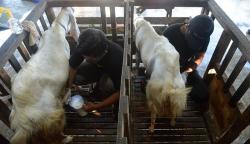 Permintaan Susu Kambing Etawa Meningkat Selama Pandemi