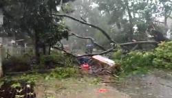 Diterjang Hujan dan Angin Kencang, Pohon di Bandung Tumbang Timpa Gerobak PKL