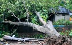 Sorong Diamuk Hujan Badai, Sejumlah Rumah dan Kendaraan Rusak Tertimpa Pohon Tumbang