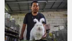 Pria Ciamis Ternak Kelinci Jenis English Angora-Dwarf, Diekspor ke Malaysia
