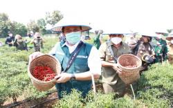 Luncurkan Program Sumsel Mandiri Pangan, Ini Harapan Gubernur Herman Deru<