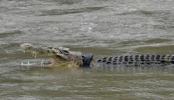 Buaya Berkalung Ban Muncul Lagi di Sungai Palu, Kondisi Memprihatinkan