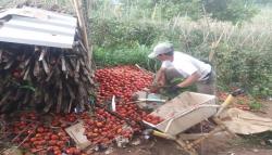 Kesal Harga Terus Anjlok, Petani di Cianjur Buang Puluhan Ton Tomat Hasil Panen<