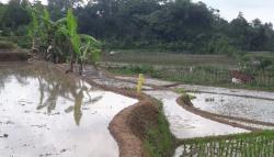 Warga Cililin KBB Resah Gegara Sawah Dipatok Tanpa Pemberitahuan<