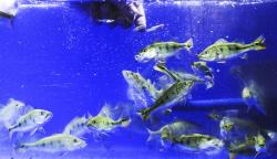 Budi Daya Ikan Predator Peacock Bass, Dijual Rp150.000 per Ekor