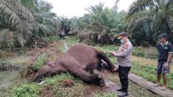 Gajah di Bengkalis Mati Tersetrum Kabel, Begini Kata PLN