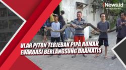 Video Ular Piton Terjebak Pipa Rumah, Evakuasi Berlangsung Dramatis