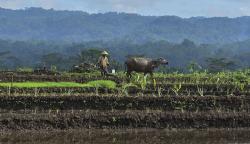 Mengapa Indonesia Disebut Sebagai Negara Agraris? Ini Alasan dan Keuntungannya