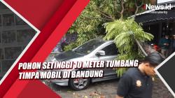 Pohon Setinggi 10 Meter Tumbang Timpa Mobil di Bandung