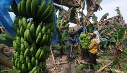 Panen Pisang Cavendish, Dijual Rp70.000 per Tandan