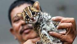 Anak Macan Akar Peliharaan Warga Diserahkan ke BKSDA Aceh Utara