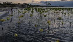 Pohon Bakau Hasil Konservasi di Pantai Dupa Palu Mulai Tumbuh