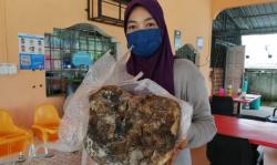 Muntahan Ikan Paus Ditemukan Perempuan Ini di Tepi Pantai, Ditaksir Senilai Rp3 Miliar