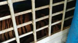 Harimau Sumatera Resahkan Warga Palas Ditangkap<