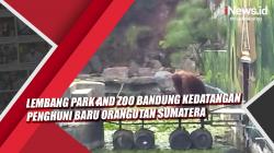 Video Lembang Park and Zoo Bandung Kedatangan Penghuni Baru Orangutan Sumatera