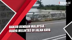 Banjir Malaysia, Seekor Buaya Melintas di Jalan Raya