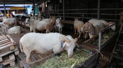 Tata Cara Penyembelihan Hewan Aqiqah / Qurban Sesuai Ajaran Islam