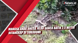 Video Mangsa Anak Angsa, Ular Sanca Batik 2,5 Meter Ditangkap di Sukabumi