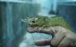 RI Eksportir Udang ke-4 Terbesar di Dunia