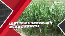 Video Ladang Jagung Petani di Mojokerto Diserang Kawanan Kera