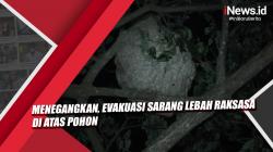 Video Menegangkan, Evakuasi Sarang Lebah Raksasa di Atas Pohon